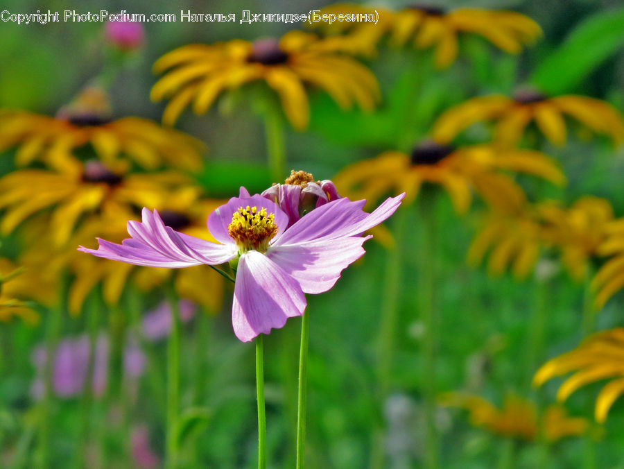 Cosmos, Blossom, Crocus, Flora, Flower, Plant, Geranium
