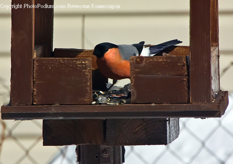 Bird Feeder, Bird, Beak, Robin, Swallow, Camera, Electronics