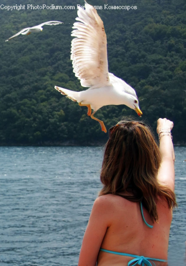 People, Person, Human, Bird, Seagull, Booby, Maillot