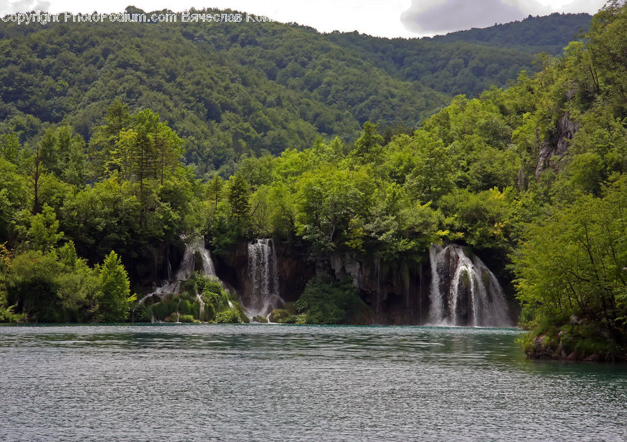 Forest, Jungle, Rainforest, Vegetation, Outdoors, River, Water