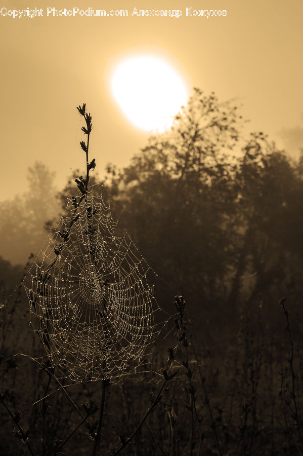 Arachnid, Garden Spider, Insect, Invertebrate, Spider, Lamp Post, Pole