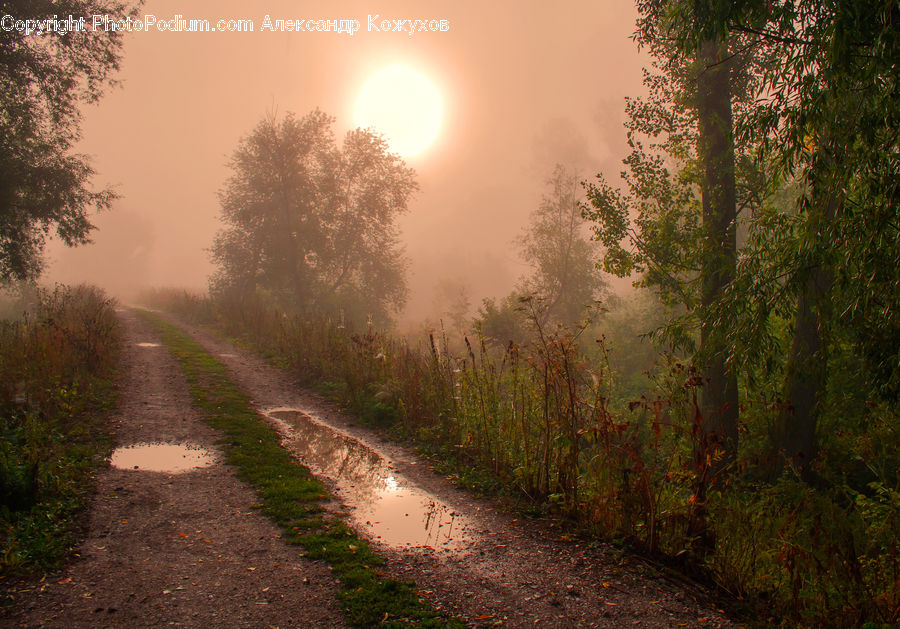 Dirt Road, Gravel, Road, Plant, Tree, Bush, Vegetation