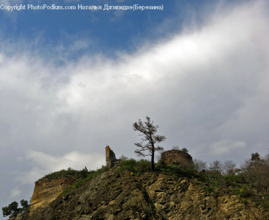 Conifer, Fir, Plant, Tree, Grassland, Mound, Vegetation