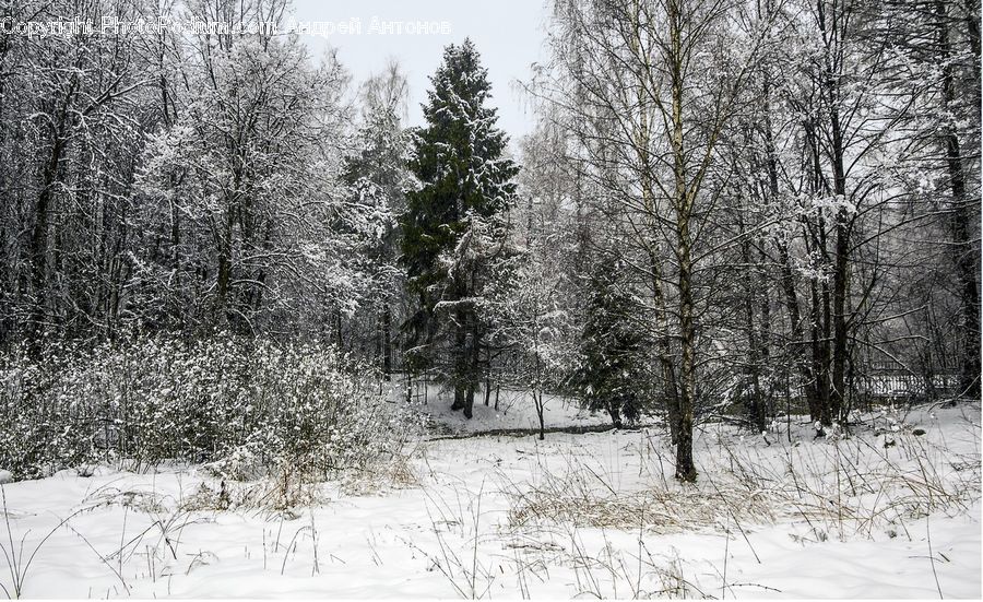 Ice, Outdoors, Snow, Forest, Grove, Land, Vegetation