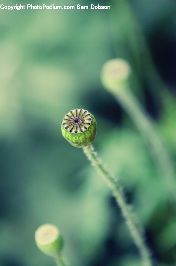 Bud, Plant, Fruit, Kiwi, Blossom, Flora, Flower