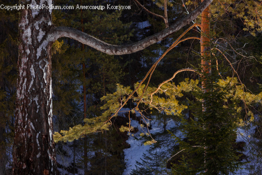 Conifer, Fir, Plant, Tree, Tree Trunk, Birch, Wood