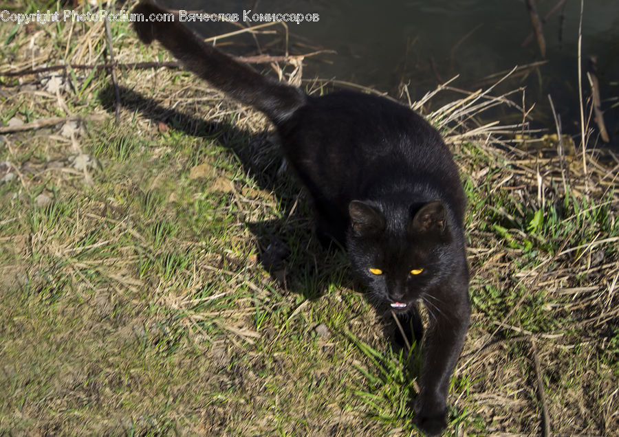 Animal, Black Cat, Cat, Mammal, Pet, Leopard, Panther