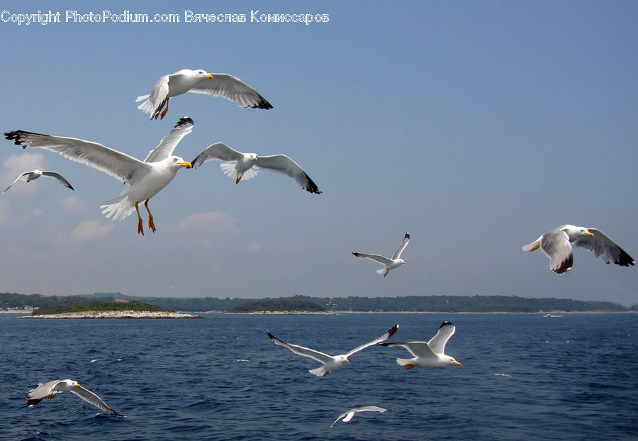 Bird, Seagull, Crane Bird, Heron, Head, Portrait, Kite Bird