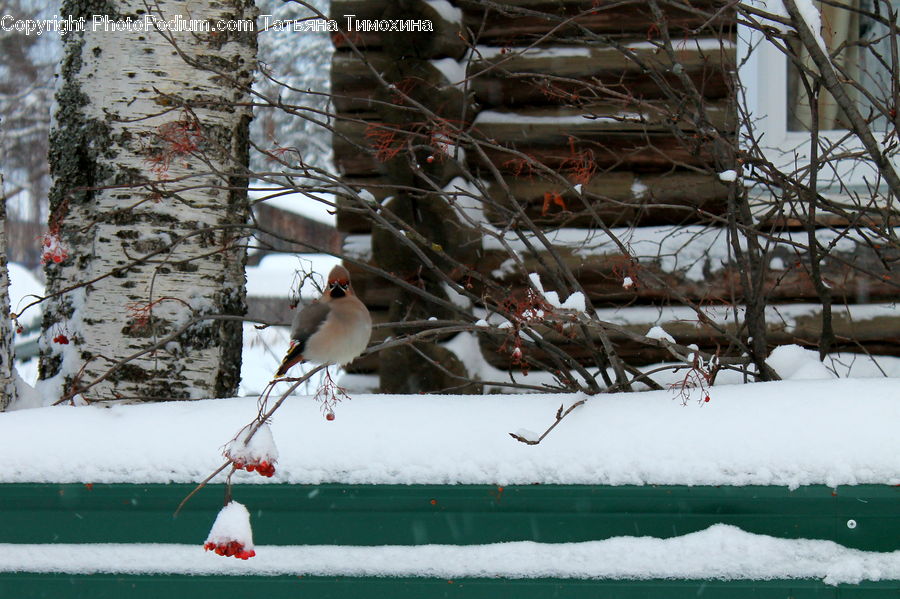 Ice, Outdoors, Snow, Bird, Finch, Birch, Tree