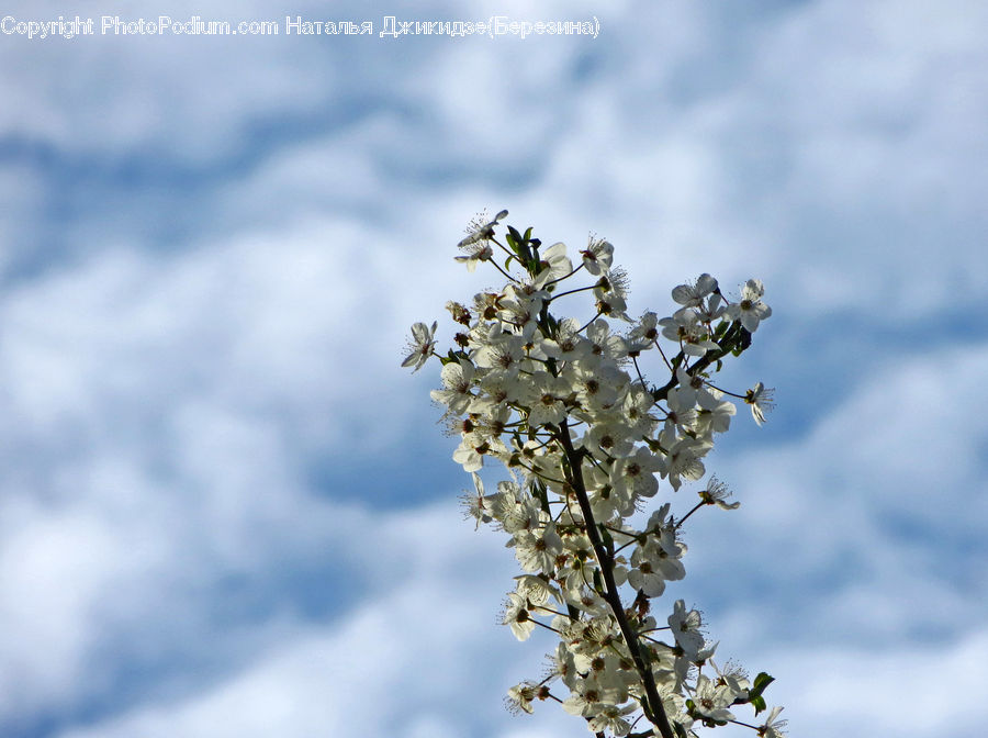 Blossom, Flora, Flower, Plant, Cherry Blossom, Conifer, Fir