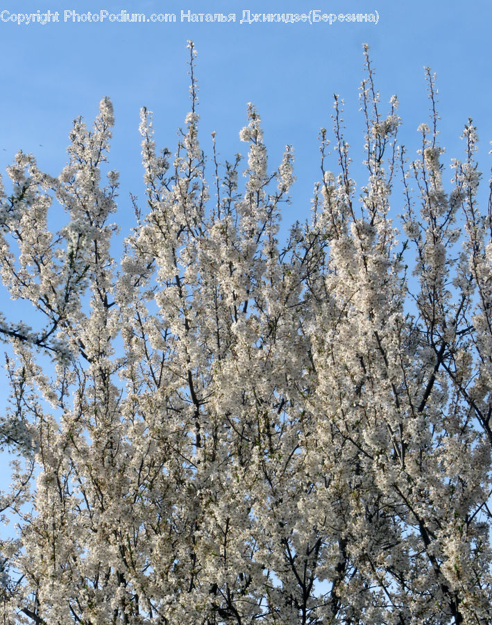 Blossom, Flora, Flower, Plant, Cherry Blossom, Frost, Ice