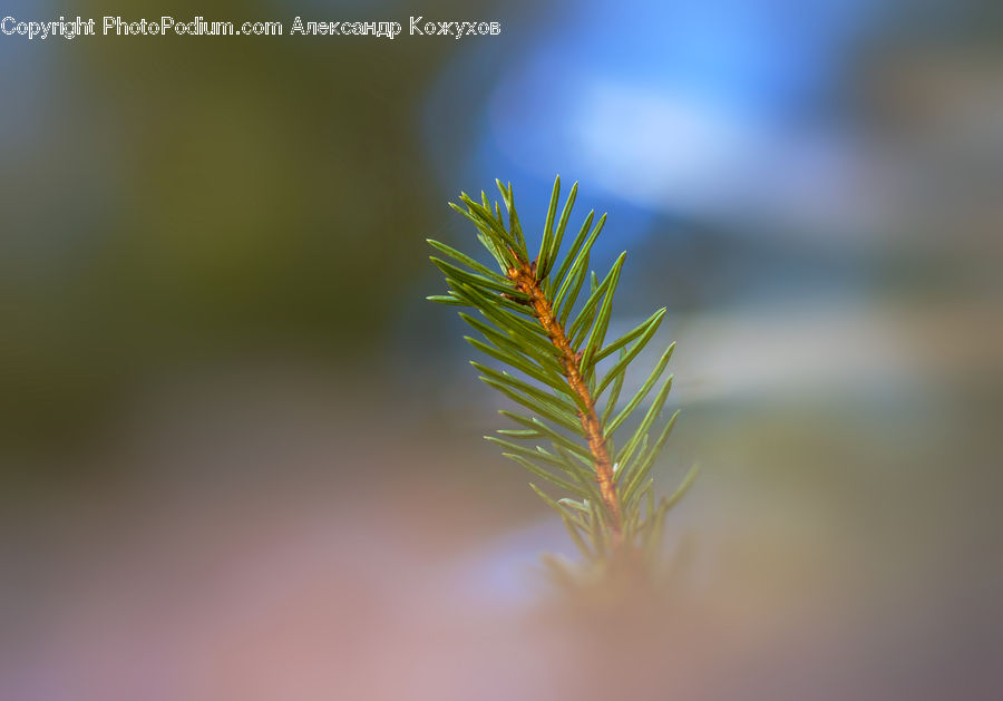 Conifer, Fir, Plant, Tree, Pine, Spruce, Wood