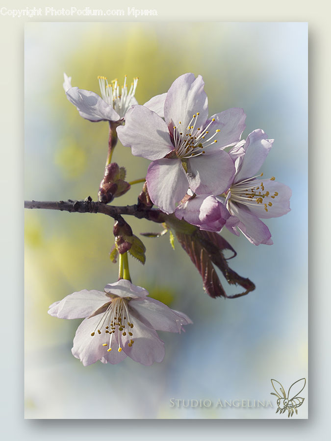 Blossom, Flora, Flower, Plant, Cherry Blossom, Aquilegia, Pollen