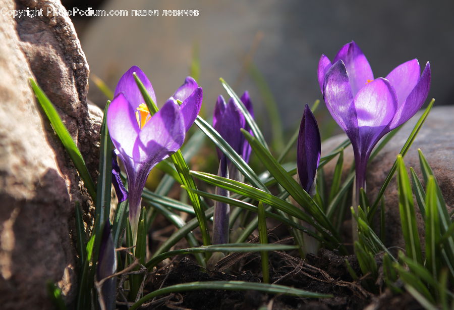 Blossom, Crocus, Flora, Flower, Plant, Gladiolus, Iris