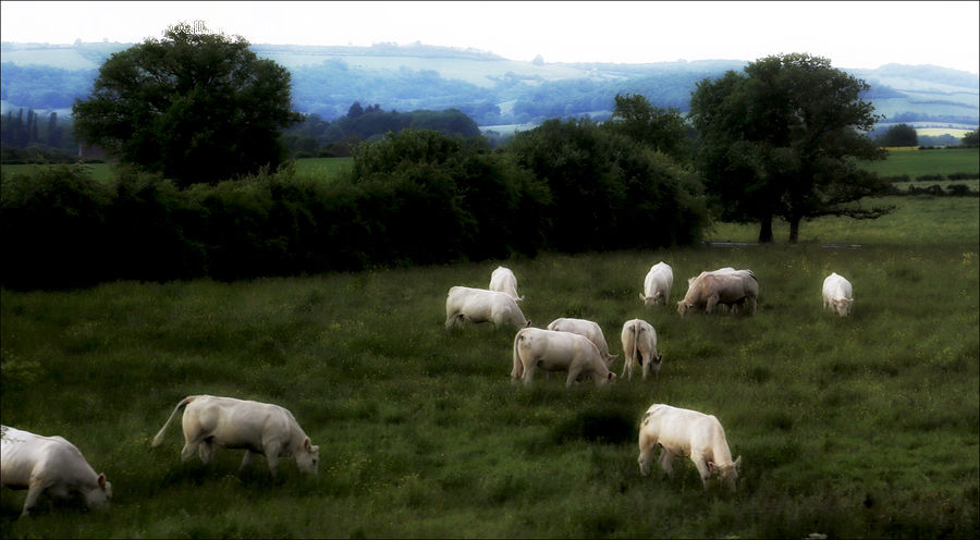 Countryside, Grassland, Meadow, Outdoors, Pasture, Ranch, Grazing