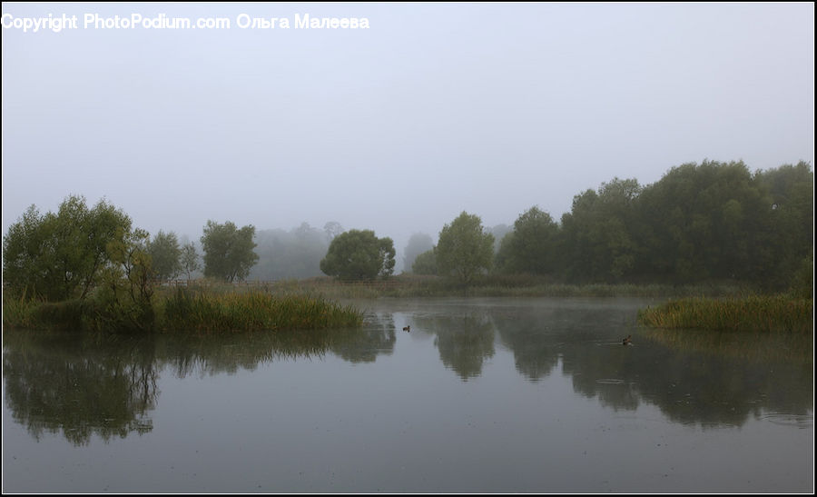Outdoors, Pond, Water, Field, Grass, Grassland, Plant