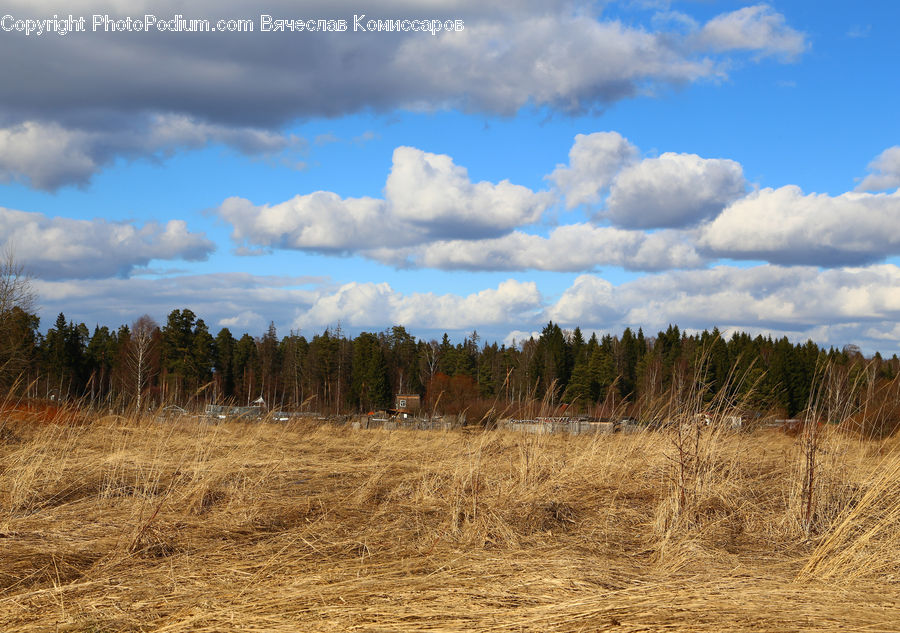 Field, Grass, Grassland, Land, Outdoors, Cloud, Cumulus