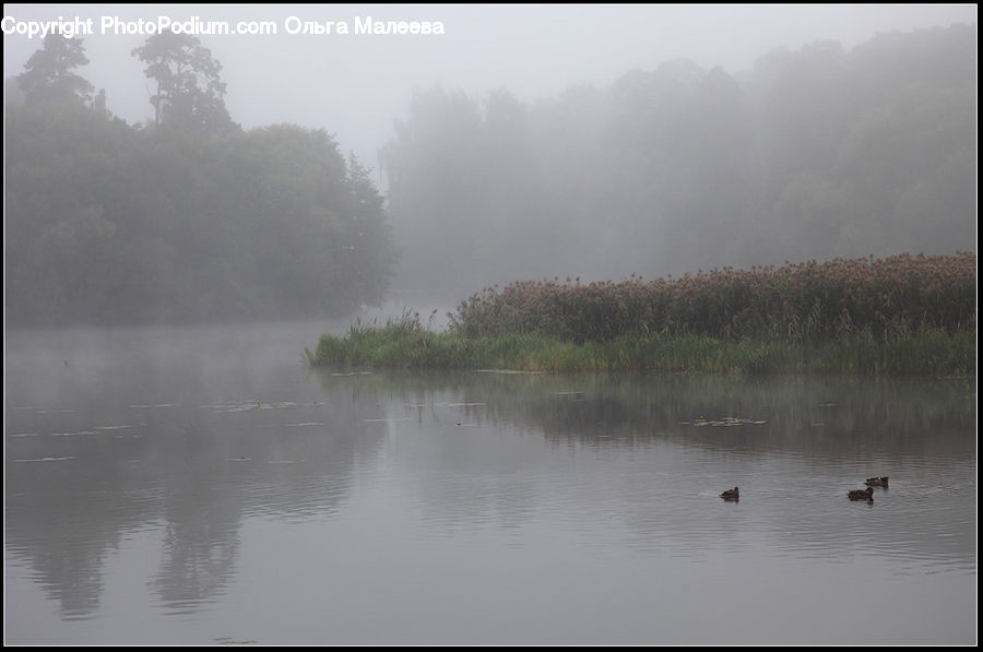 Fog, Mist, Outdoors, Land, Marsh, Pond, Swamp