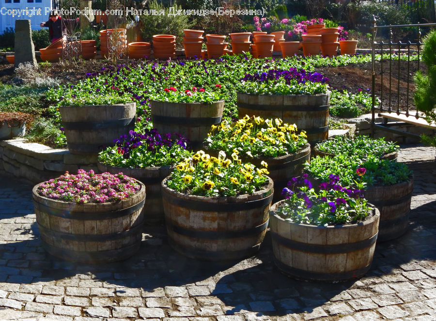 Plant, Potted Plant, Pot, Pottery, Garden, Gardening, Herbal