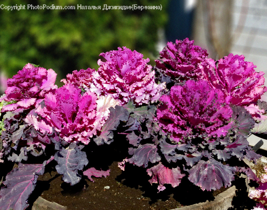 Blossom, Carnation, Flower, Plant, Flora, Lilac, Geranium