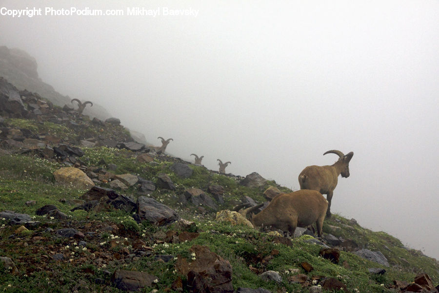 Animal, Goat, Mammal, Mountain Goat, Sheep, Rock, Deer
