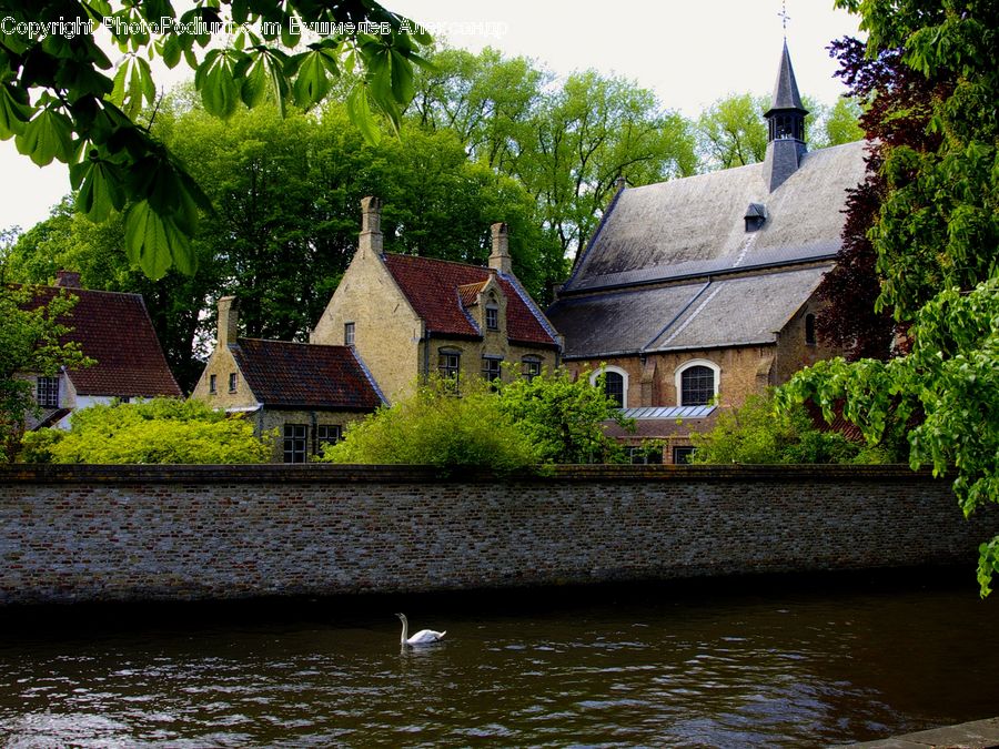 Building, Cottage, Housing, Ivy, Plant, Vine, Architecture