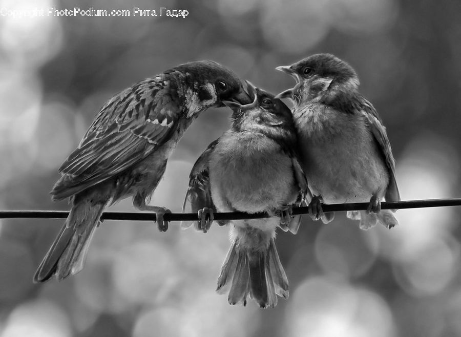 Beak, Bird, Sparrow, Finch, Swallow