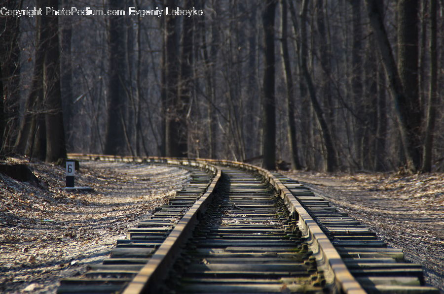 Rail, Train Track, Bamboo, Plant, Wood, Forest, Vegetation