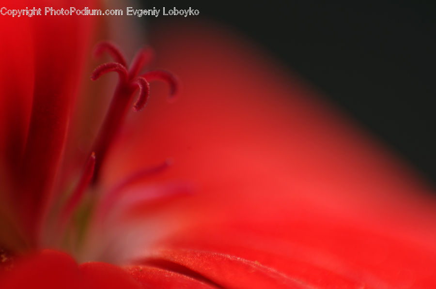 Blossom, Flora, Flower, Geranium, Plant, Gladiolus, Lily