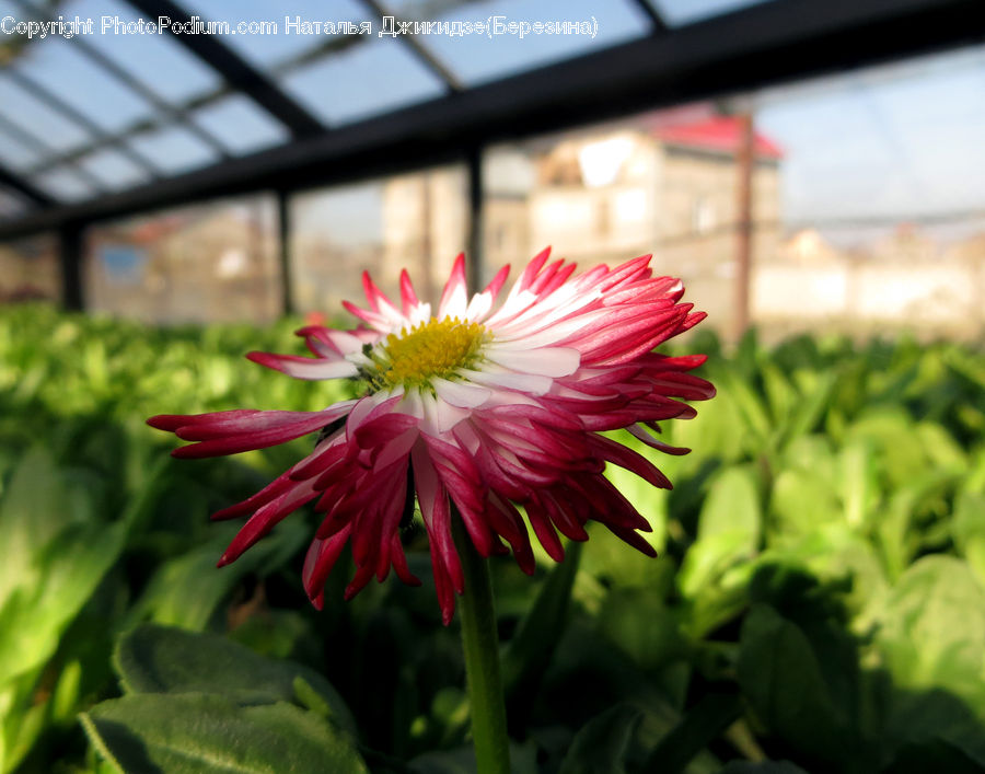 Blossom, Dahlia, Flora, Flower, Plant, Peony, Daisies