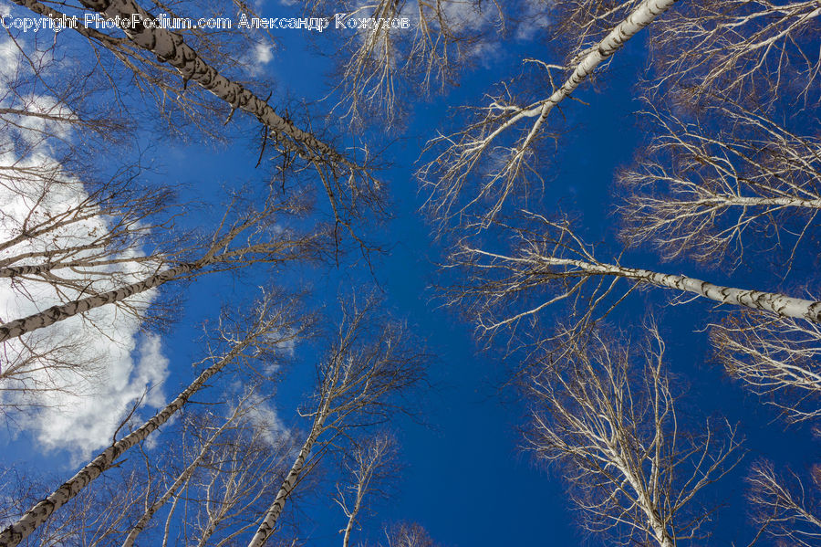 Field, Grass, Grassland, Plant, Birch, Tree, Wood