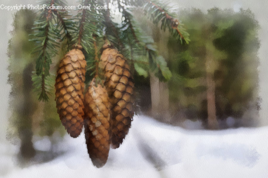 Conifer, Fir, Plant, Tree, Pine, Spruce, Wood