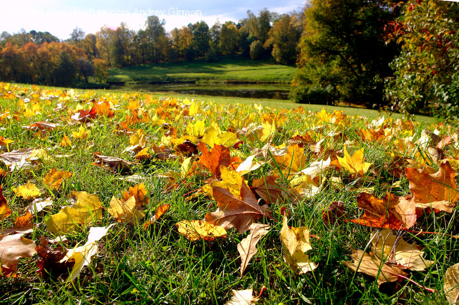 Ivy, Plant, Vine, Maple, Tree, Wood, Maple Leaf