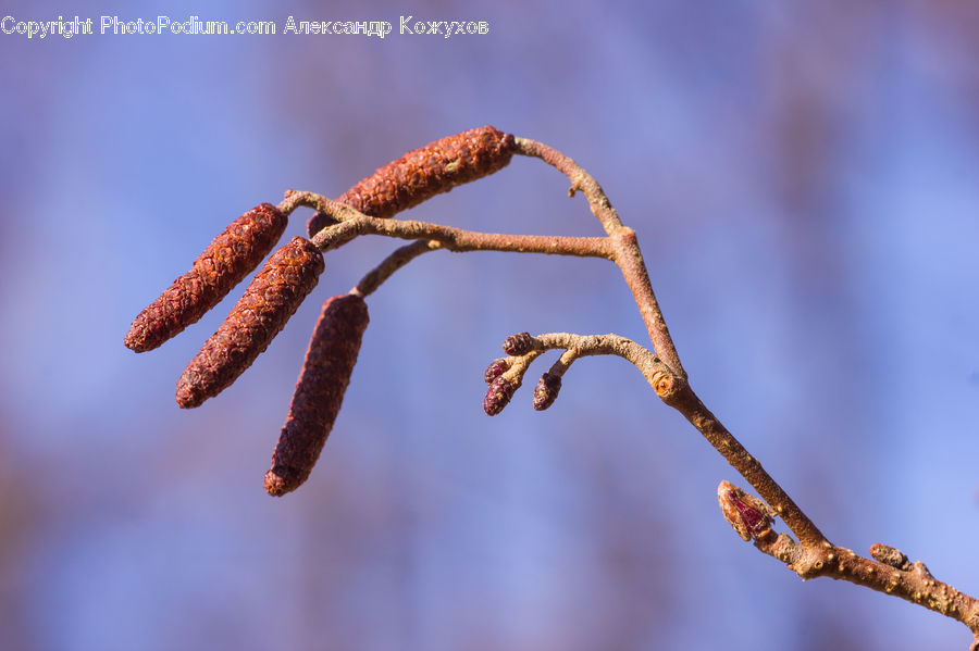 Anther, Flower, Petal, Plant, Conifer, Fir, Tree