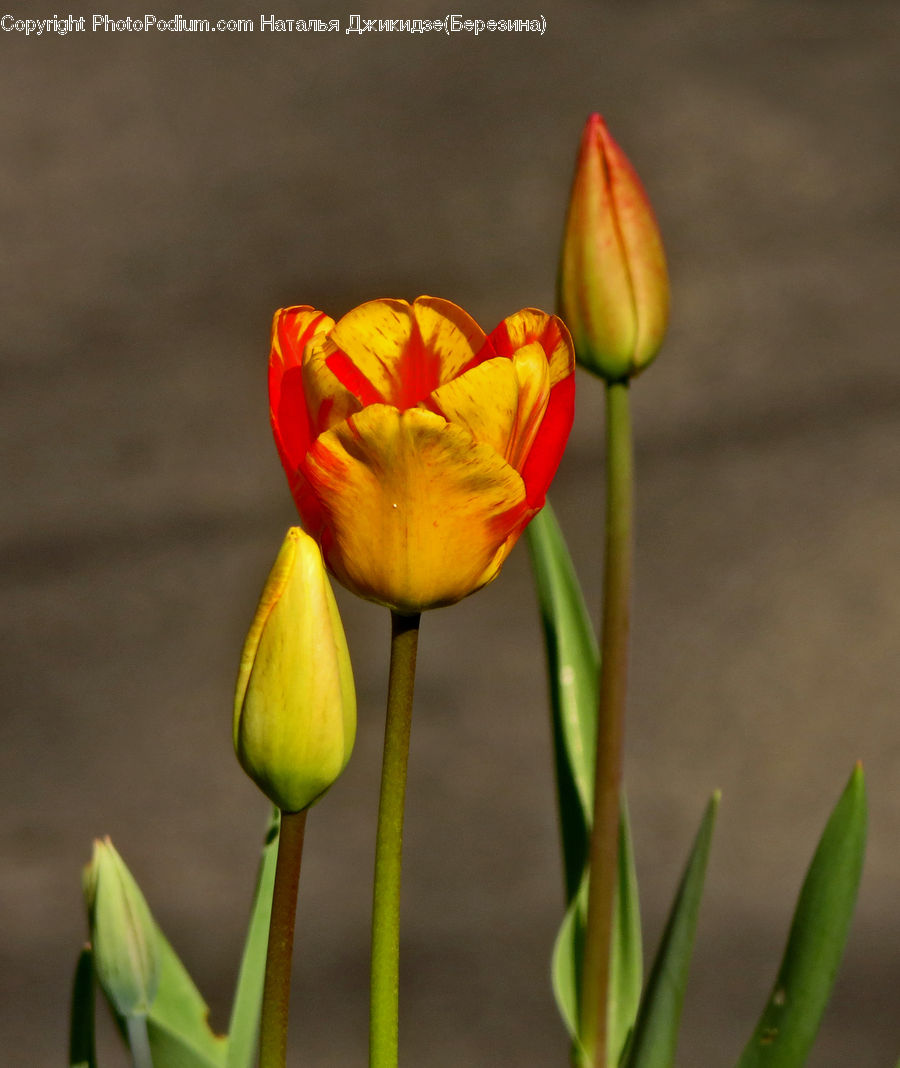 Blossom, Flora, Flower, Plant, Tulip, Bud, Crocus