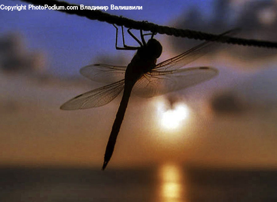 Anisoptera, Dragonfly, Insect, Invertebrate, Mosquito, Dawn, Dusk
