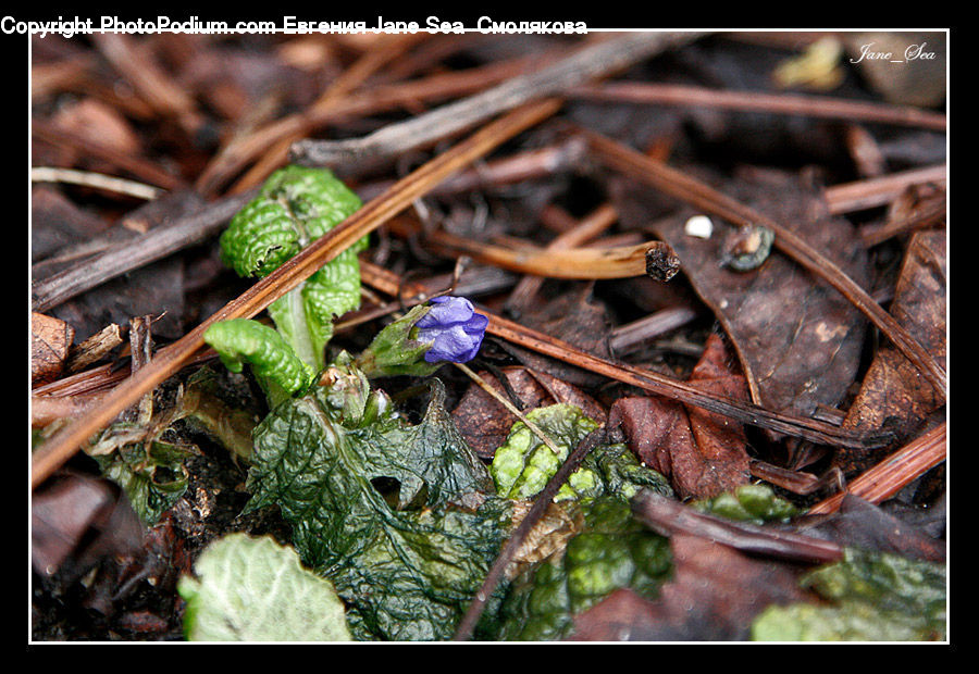Art, Blossom, Flora, Flower, Geranium, Plant, Crocus