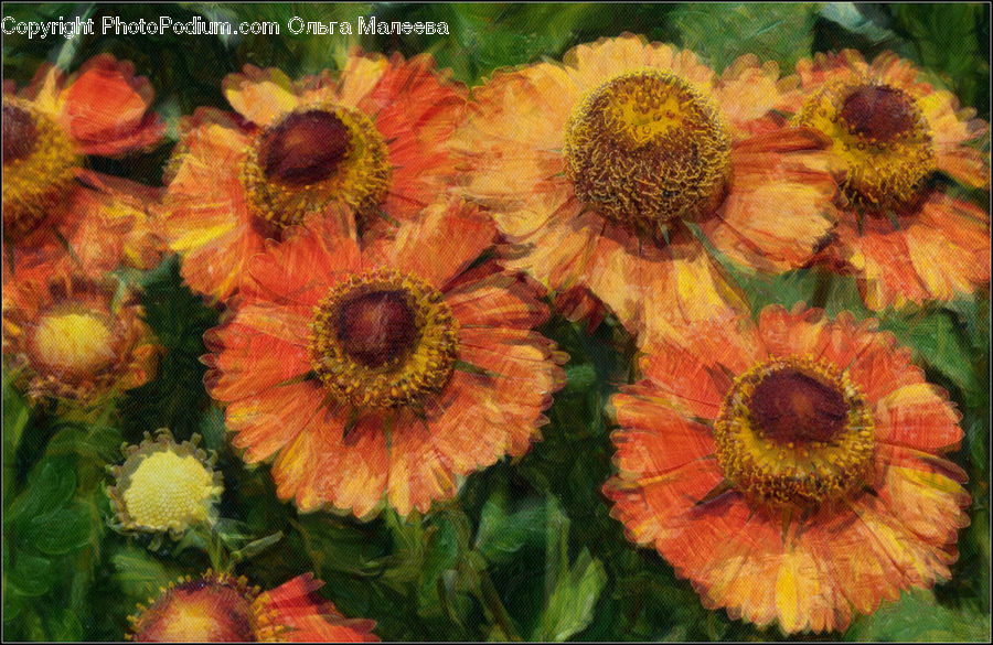 Plant, Blossom, Flora, Flower, Sunflower, Treasure Flower, Art