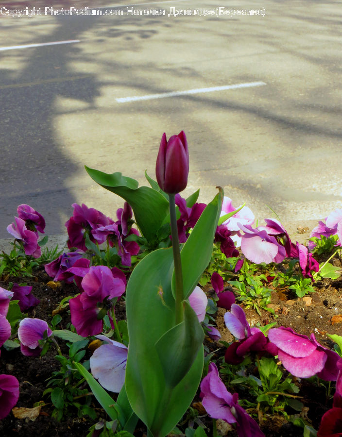 Blossom, Flora, Flower, Plant, Tulip, Floral Design, Flower Arrangement
