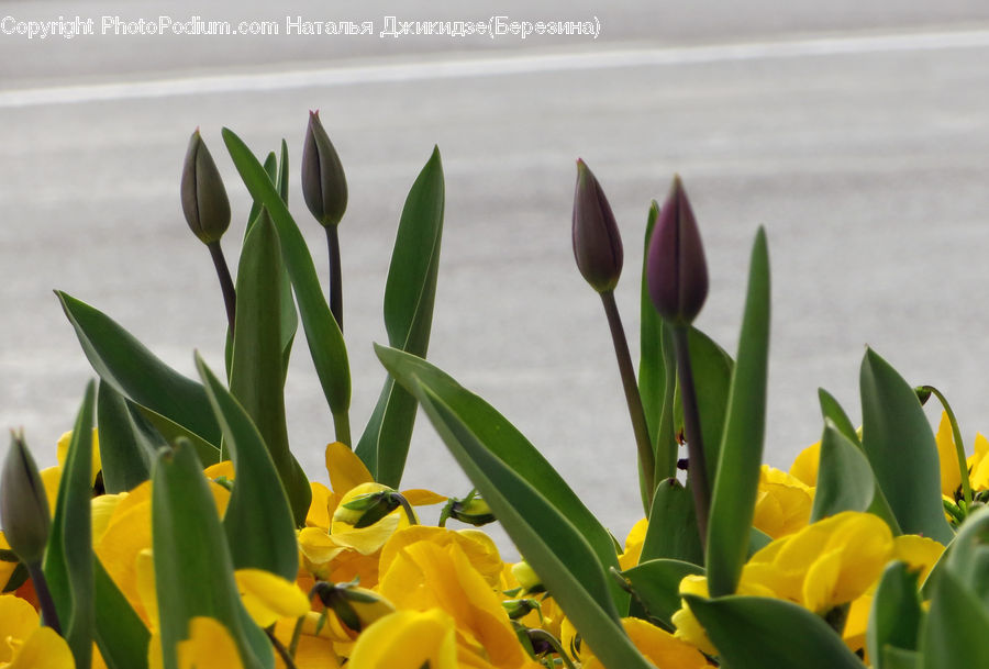 Blossom, Flora, Flower, Plant, Tulip, Daffodil, Crocus