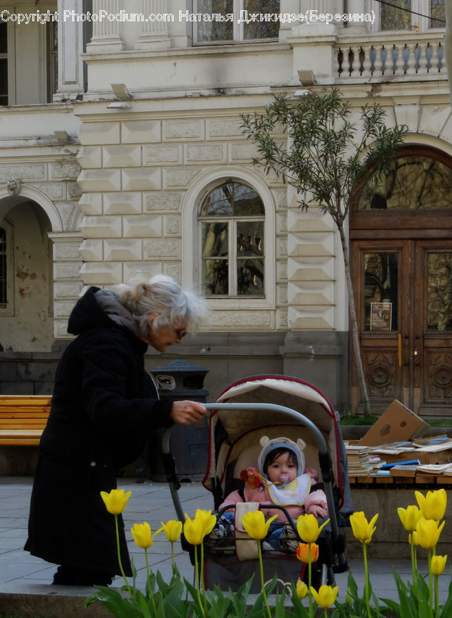 Blossom, Flora, Flower, Plant, Tulip, People, Person