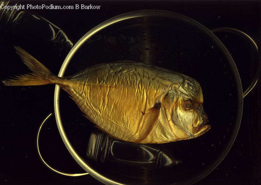 Fish, Sea Life, Carp