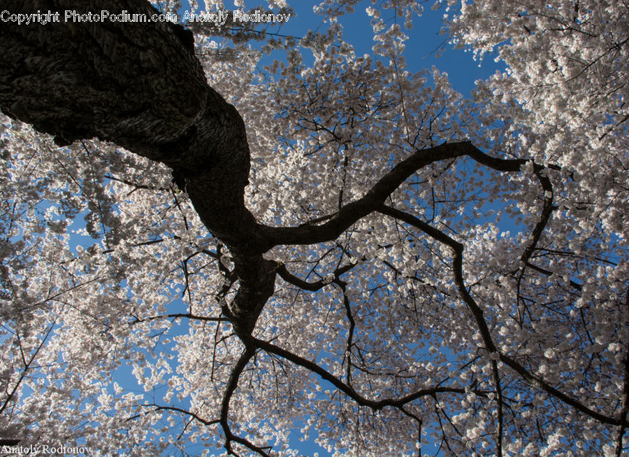 Blossom, Cherry Blossom, Flower, Oak, Tree, Wood, Flora