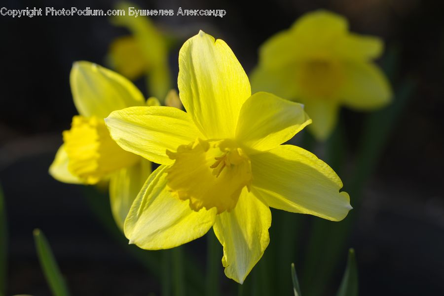 Blossom, Daffodil, Flora, Flower, Plant