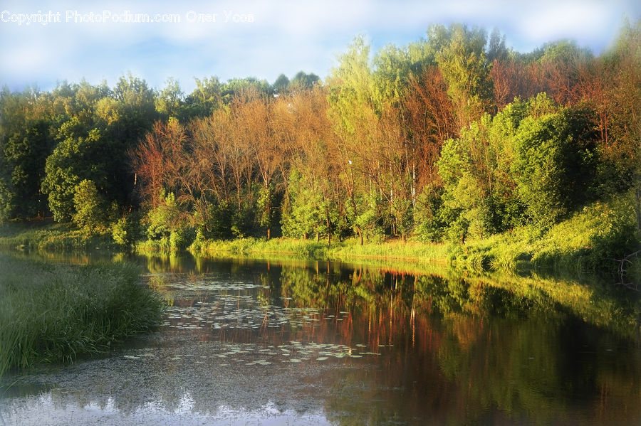 Conifer, Fir, Plant, Tree, Outdoors, River, Water