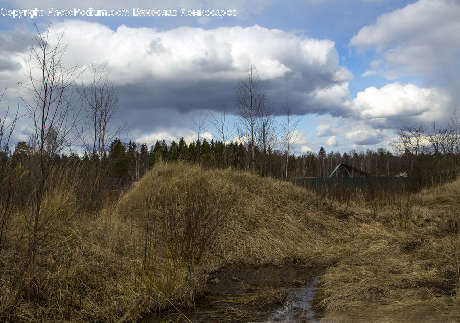 Field, Grass, Grassland, Land, Outdoors, Plant, Dirt Road