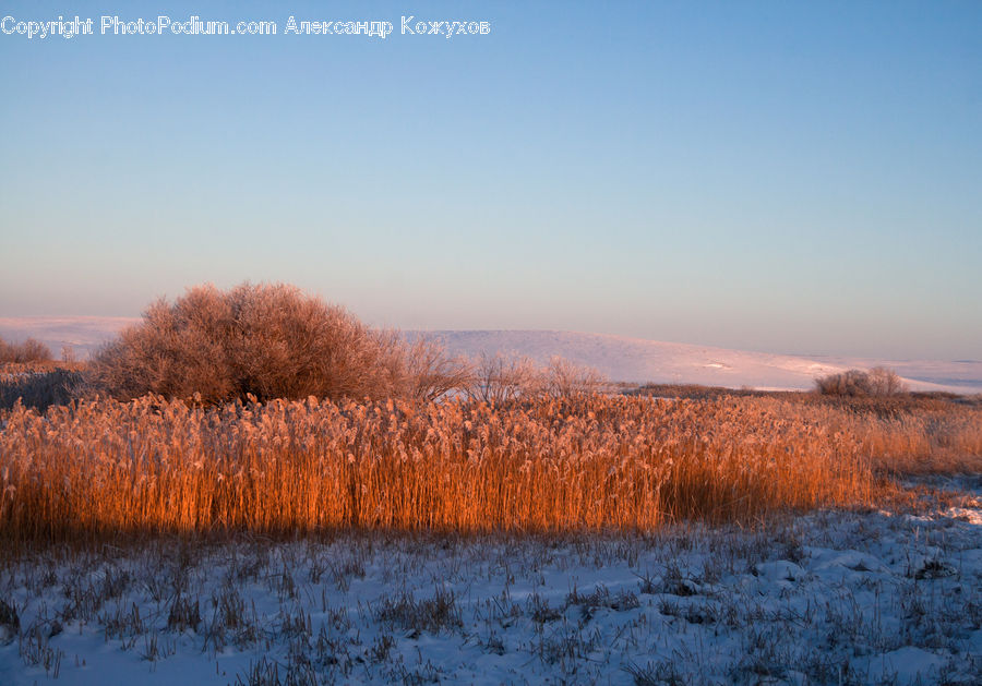 Field, Grass, Grassland, Plant, Frost, Ice, Outdoors
