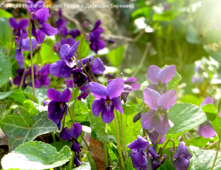 Blossom, Flora, Flower, Plant, Violet, Geranium, Crocus