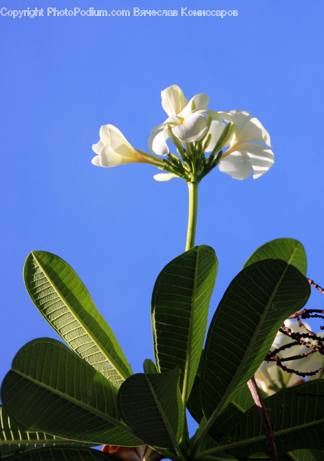 Leaf, Plant, Blossom, Flora, Flower, Geranium, Daffodil