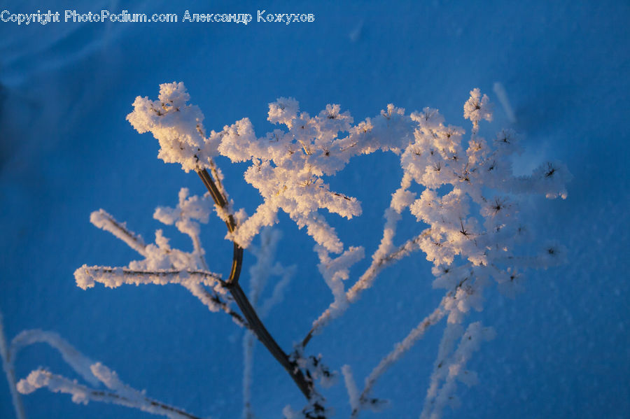 Frost, Ice, Outdoors, Snow, Blossom, Cherry Blossom, Flower